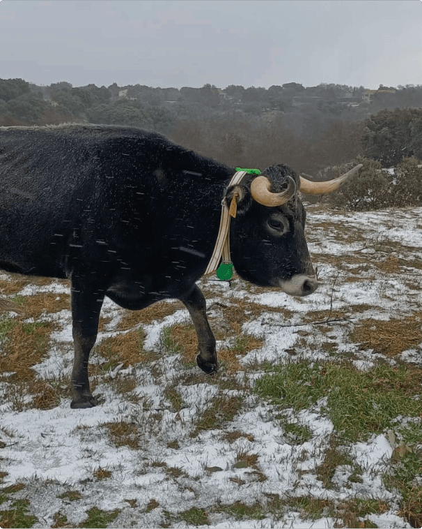 Vaca negra