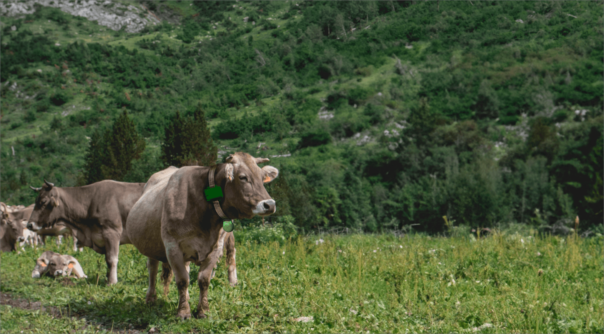 Rebaño de vacas con collar