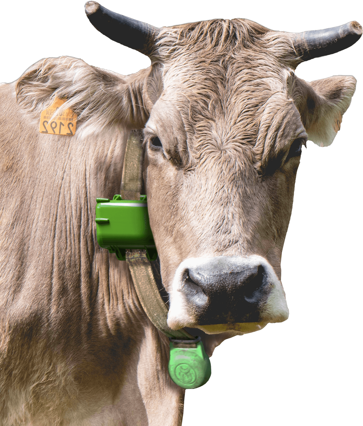 Localizador GPS para caballos - Localizador GPS para ganado