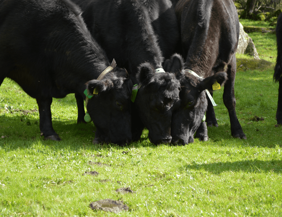 Vacas con collar comiendo