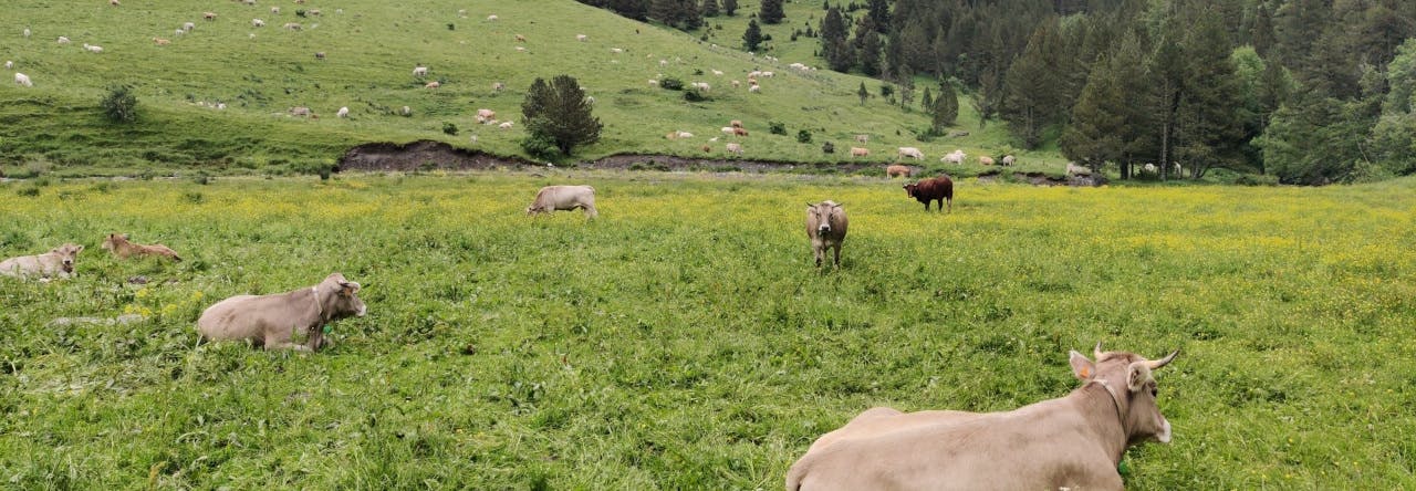 Campo con vacas