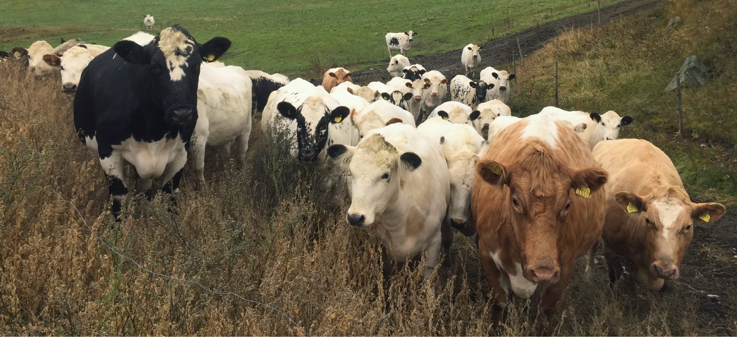 Temporal banner background