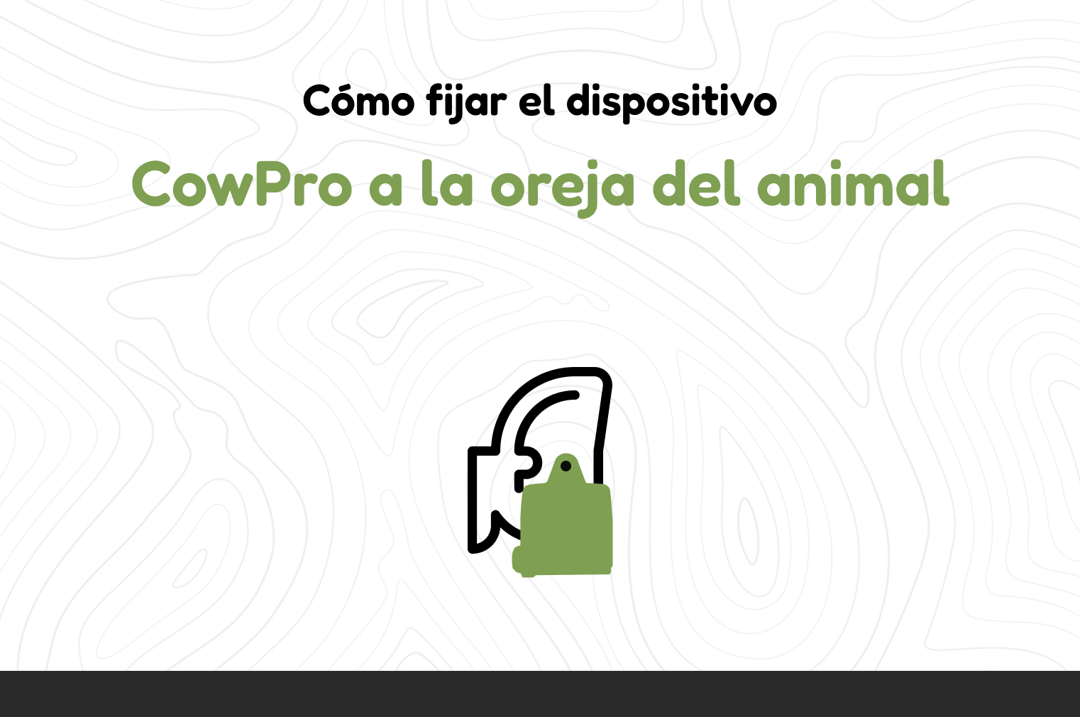 How to fix the CowPro device to the animal's ear-cover