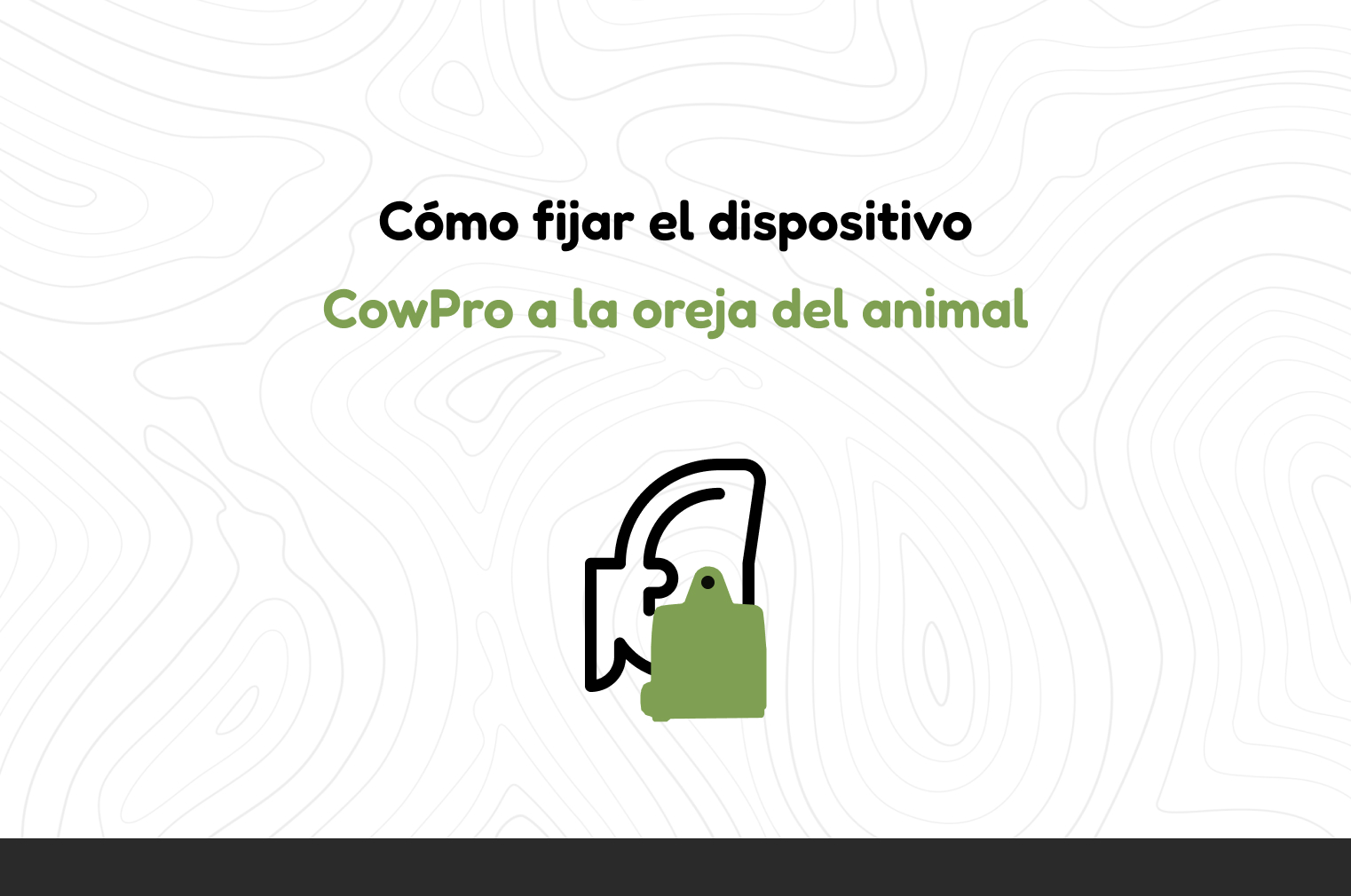 How to fix the CowPro device to the animal's ear-cover